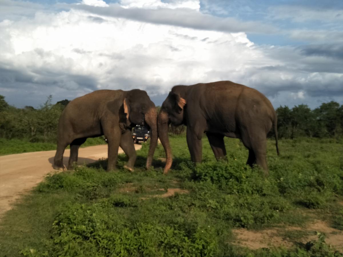 Chill House Safari Resort อุดาวาลาเว ภายนอก รูปภาพ